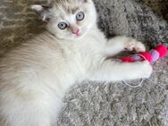 Hauskatze zwei Katzen - Neuffen