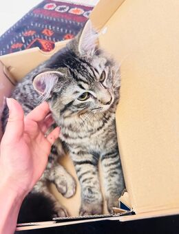 Süsse Katzen abzugeben - Hamm