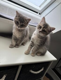 Zwei Zuckersüße Kitten suchen ein liebevolles Zuhause - Blankenberg (Mecklenburg-Vorpommern)