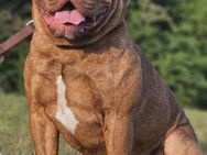 Old english bulldog Deckrüde - Berlin Charlottenburg-Wilmersdorf