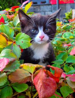 Süße Kätzchen suchen liebevollen Besitzer - Auerbach (Vogtland)