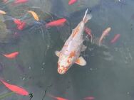 Koi in verschiedenen Farben ca. 30 cm - Viersen