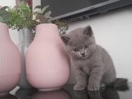 Liebevolle BKH Kitten suchen ein neues Zuhause - Remscheid