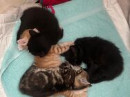 4 zauberhafte Kätzchen abzugeben / 3 weibliche Katzen und 1 Kater / Kitten - Aidlingen