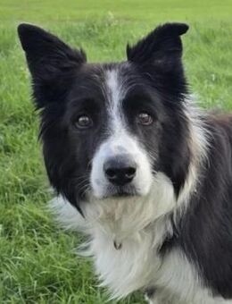 charmanter Lucky sucht dringend - Kallmünz