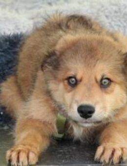 Knut sucht sein Körbchen.... - Hagen (Stadt der FernUniversität)