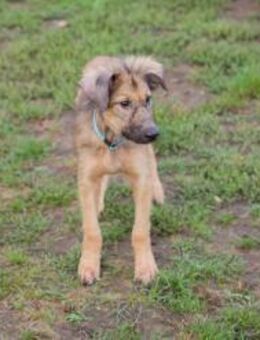 JOE - kontaktfreudig und sozial - Overath