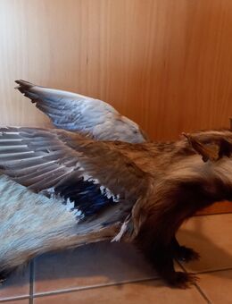 Wolpertinger ,bayerisches Fabelwesen, - Göttingen