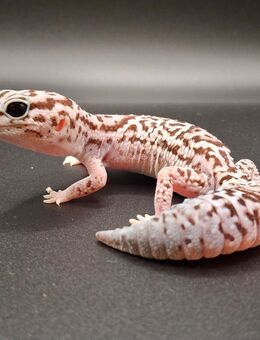Fettschwanzgecko Weibchen - Steinigtwolmsdorf