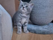 Kitten zu verkaufen - Salzgitter