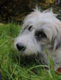 🐾 Snoopy sucht sein Für-immer-Zuhause - Siggelkow