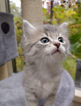 Katzenbabies Kitten Baby Katzen ab Ende Nov. abzugeben - München Thalkirchen-Obersendling