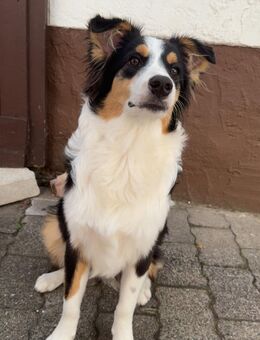 Australian Shepherd - Altenstadt (Hessen)