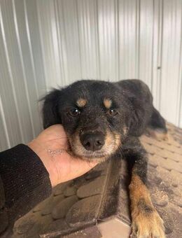 B684 Ava möchte ihr Glück finden - Neuberg