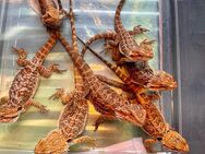 Bartagamen (pogona vitticeps) half orange 1/4 Monsterred NZ 5/2024 - Hamburg Wandsbek