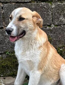 Pele-Prachtkerl für Freunde großer Hunde - Mettmann