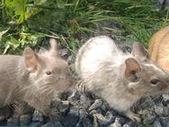 Degu Jungtiere in verschiedenen Farben - Neustadt (Sachsen) Hohwald