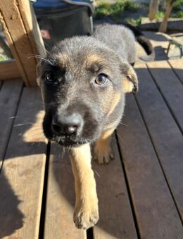 Deutsche Schäferhund Welpen - Speyer Zentrum