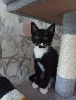** Kitten zu verkaufen ** - Ruppichteroth