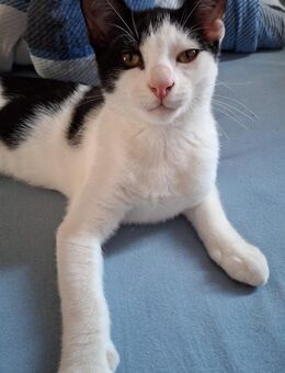 3 Kitten Suchen ein neues zuhause - Cuxhaven