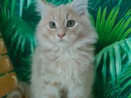 Maine Coon Kitten XXL 3 Monate alt - Hammelburg