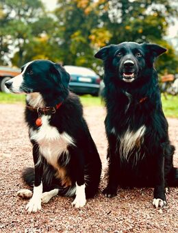 Border Colli/Harzer Fuchs Welpe Rüde, Mama Border - Papa Border/Harzer Fuchs - Plaaz