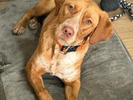 ANTON - geb. ca. 01/2024 - Vizsla Mix - Schönaich