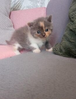 BKH Mix Kitten können reserviert werden - Marl (Nordrhein-Westfalen)