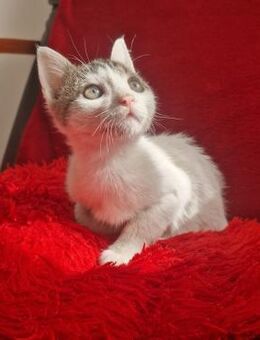 Truffel; kleiner Futterclown - Geilenkirchen