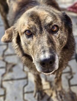 TWIX - anhänglich und verspielt - Weilheim (Oberbayern)