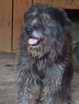 Bellatrix, die Besondere 🐾 - Elsdorf (Nordrhein-Westfalen)