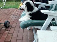 Border Collie Welpe - Zeven