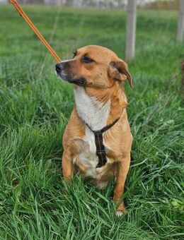 Rio hatte noch kein Glück - Velbert