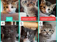 Verschmuste Katzenbabies suchen ein liebevolles Zuhause, Katzenbaby, Kitten, Kater, Babykatze, Katze - Drensteinfurt