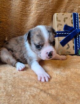 Süße Alternativ Bulldogg welpen/ Mini Australian Shepherd x Französische Bulldogge - Asendorf (Landkreis Diepholz)