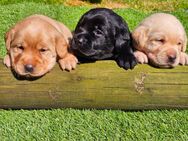 Edle Labrador Welpen (Schwarz/Foxred/Creme) mit Ahnentafel, Nachkommen von Champions - Kempten (Allgäu)