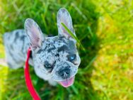 Traumhafte französische Bulldogge super lieb - Aschau (Inn)