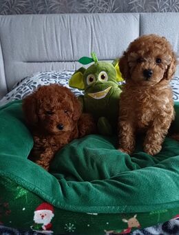 Toy Pudel welpen - Mönchengladbach