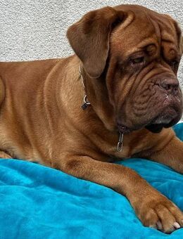 Bordeaux Dogge abzugeben - Demitz-Thumitz