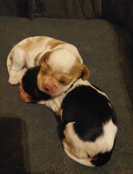 Cavalier king charles welpen - Steinberg (Sachsen)
