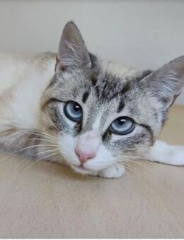 Volcan - bildschöner Thai-Siamese - Wilhelmsfeld
