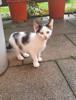 Kleines Katerchen - Freital