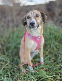 Lori unsere sehr verschmuste,anhängliche Labradormischlingshündin ca 1,5-2 J - Angern