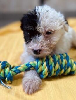 Kleines Welpenmädchen Milka - Kallmünz