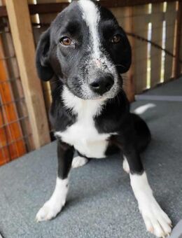 Tami - zauberhaftes Hundenäschen - Dingolfing