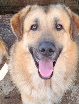 Wann bekommt Miko endlich seine Chance? - Obertshausen