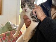 Sabine aus dem Tierschutz - Grevenbroich