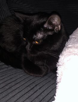 BKH Kätzchen - Duisburg