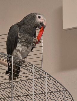 Grau Papagei Timneh - Gelsenkirchen