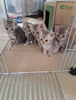 5 Reinrassige BKh kitten 3 Katzen & 2 Kater - Magdala